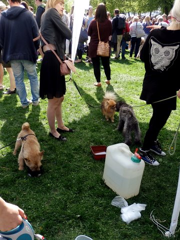 Water for the puppies