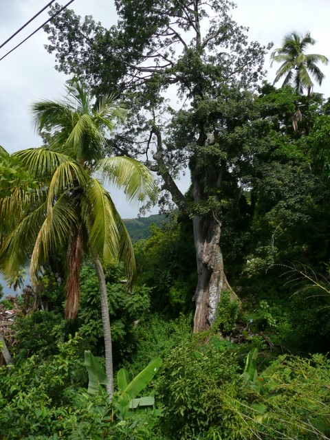 Arbres