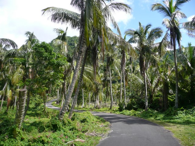 Palmiers